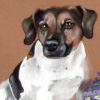 Europäisch Kurzhaar und Jack Russell Acryl